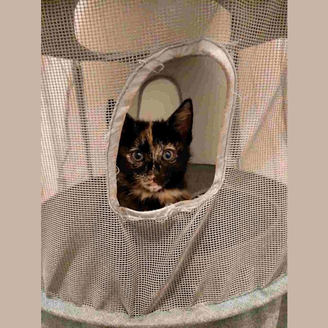 Photo of Catty B