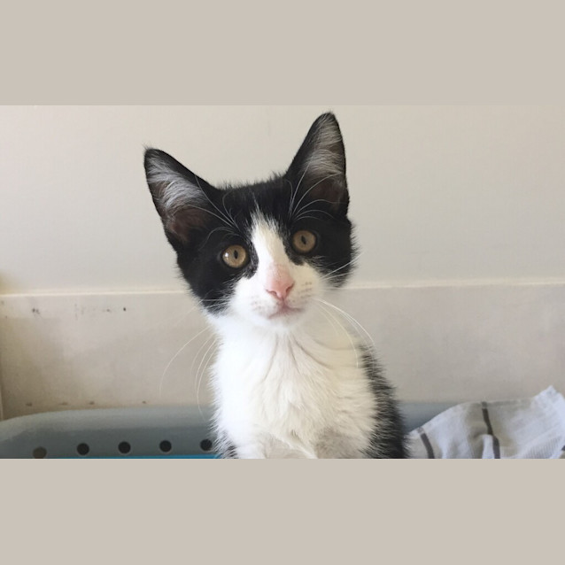Photo of Puffin