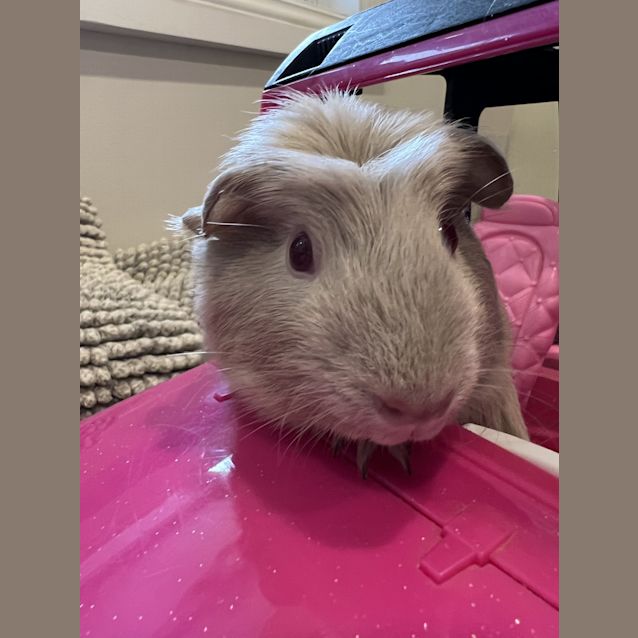 Photo of Elsa (Guinea Pig 13)