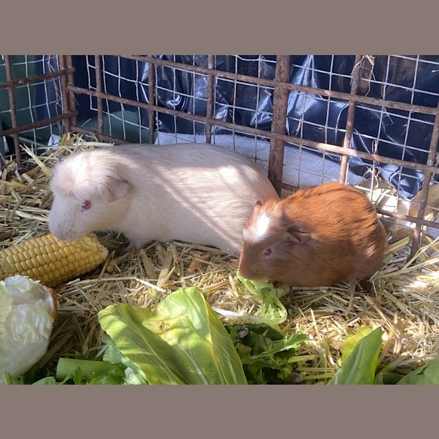 Photo of Elsa (Guinea Pig 13)