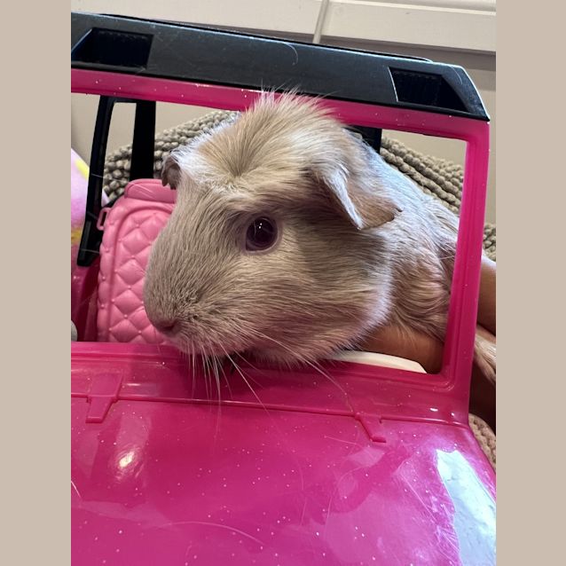 Photo of Elsa (Guinea Pig 13)