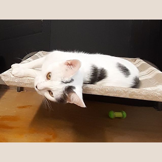 Photo of Princess Di