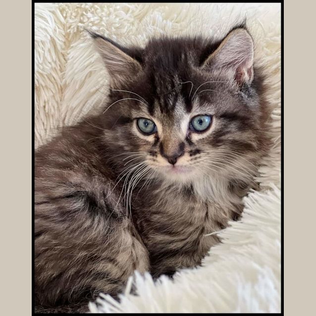 Photo of Gumbo**2nd Chance Cat Rescue**