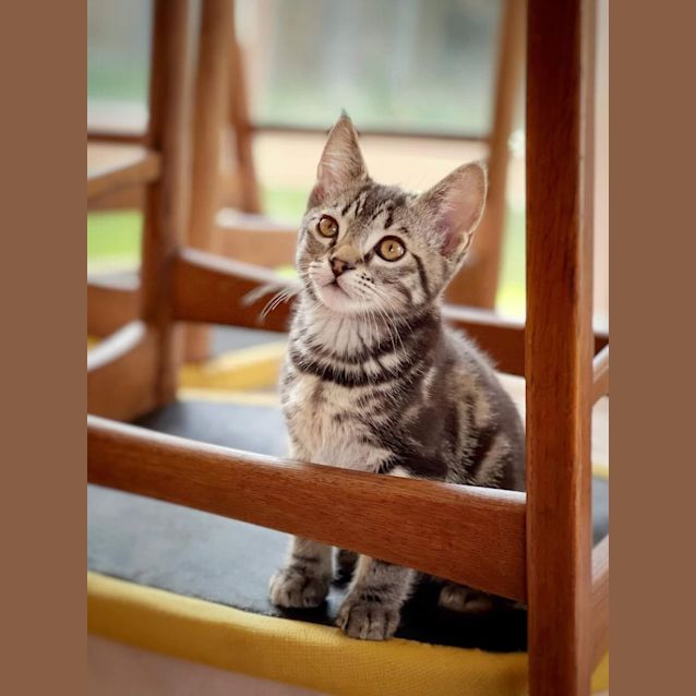 Photo of Jelly Bean