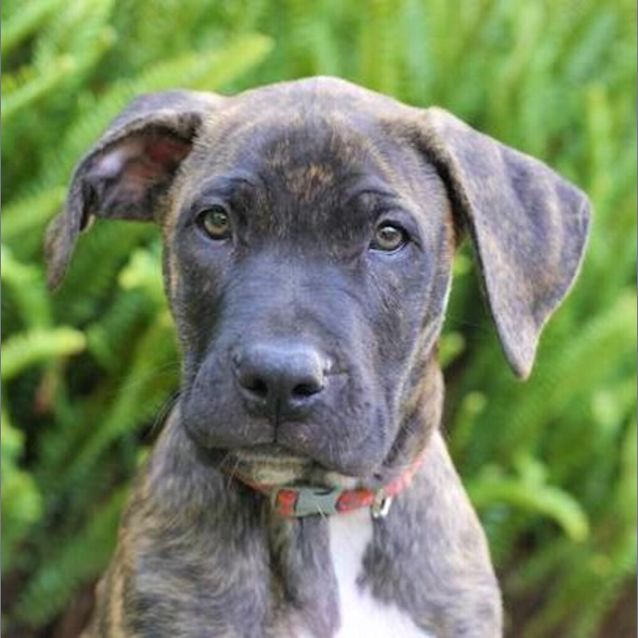 Photo of Moose