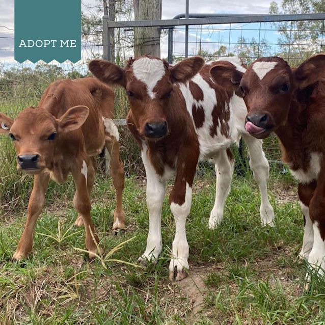 Photo of Uno, Urban And Umi