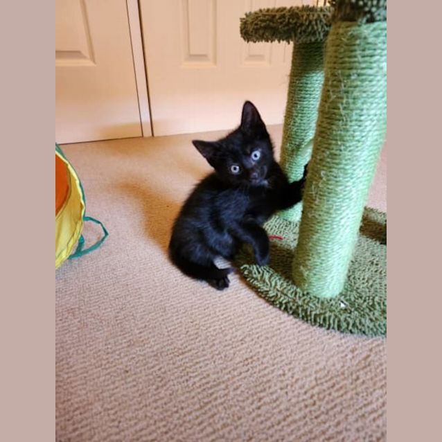 Photo of Sweet Sophie