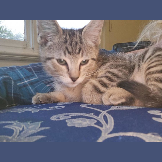 Photo of Terrific Tigger