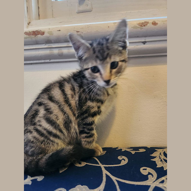 Photo of Terrific Tigger