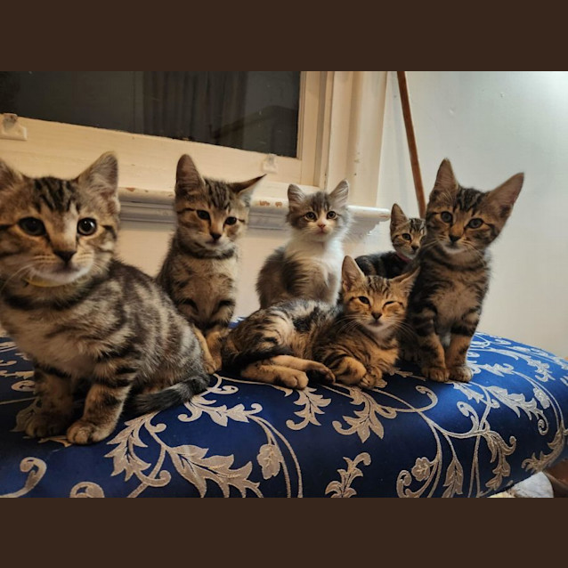 Photo of Terrific Tigger