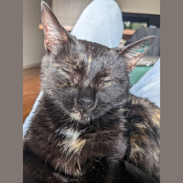 Photo of Ella *9 Lives Project Rescue*