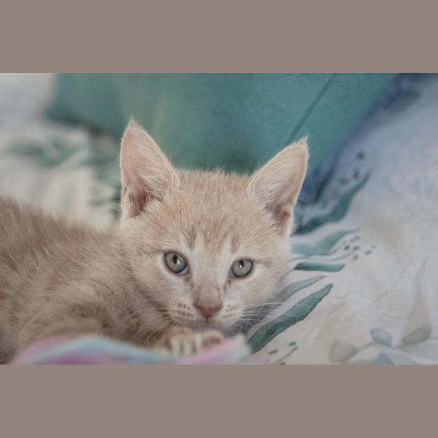 Photo of Cullen