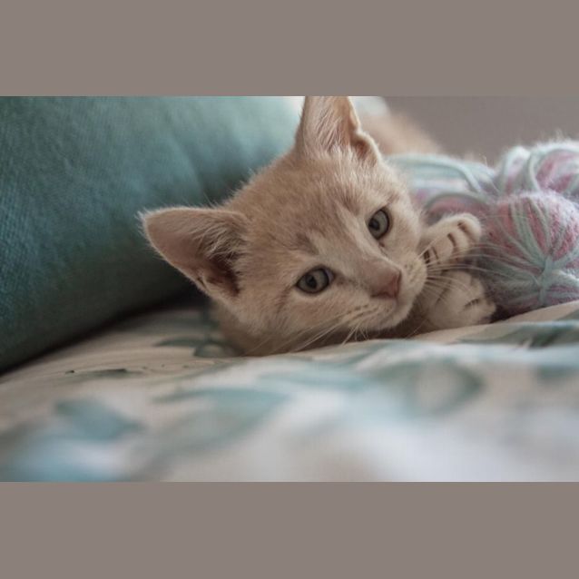 Photo of Cullen