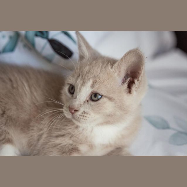 Photo of Cullen