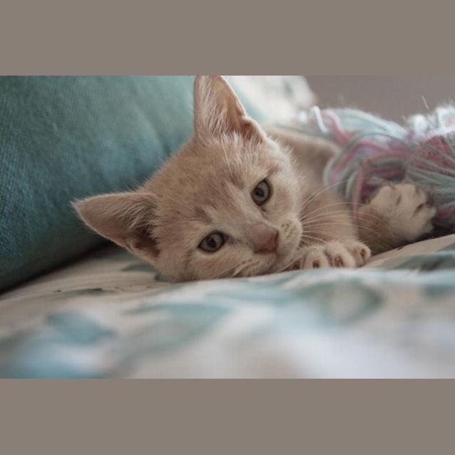 Photo of Cullen