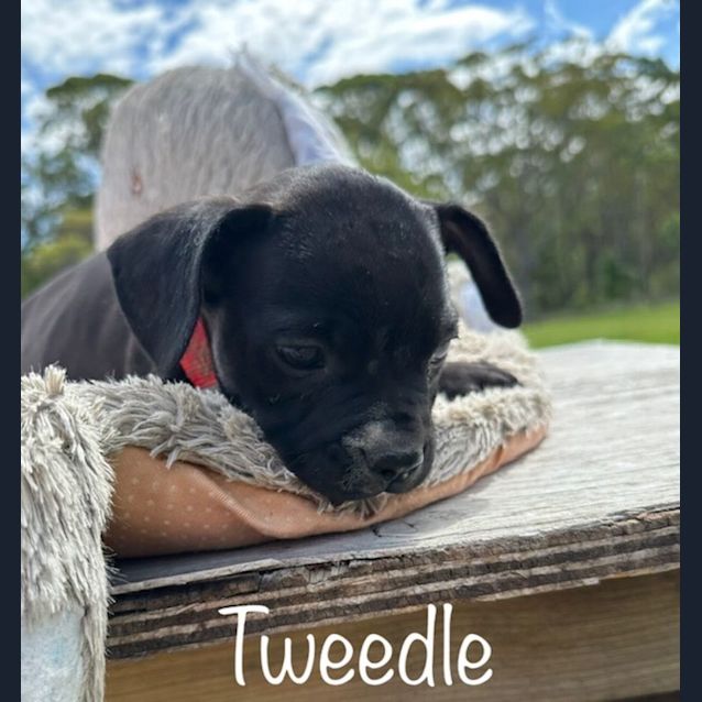 Photo of Tweedle   12 Week American Staffy X (On Trial)