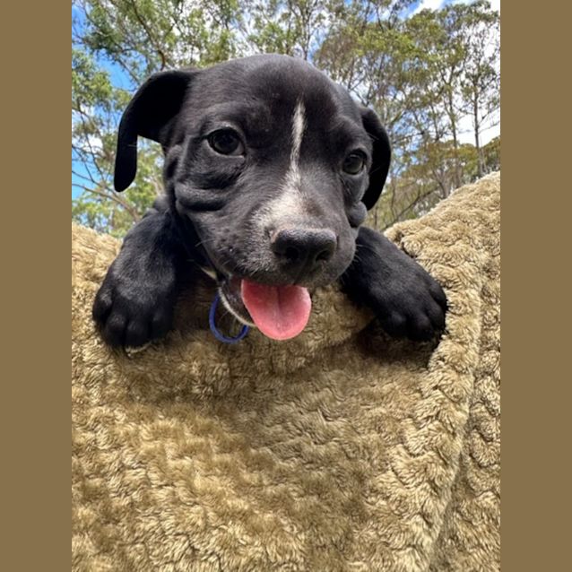 Photo of Noggin   American Staffy X French Bulldog (Trial)