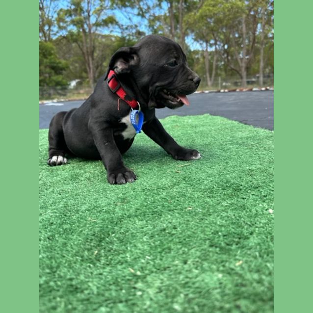 Photo of Mammot   Staffy X French Bulldog (Trial)