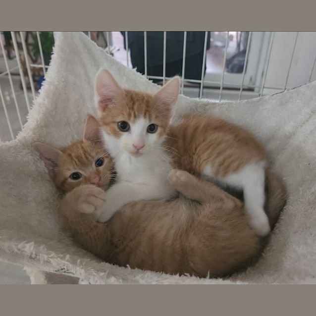 Photo of Ed (Sheeran)