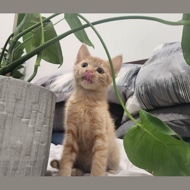 Photo of (Ed) Sheeran