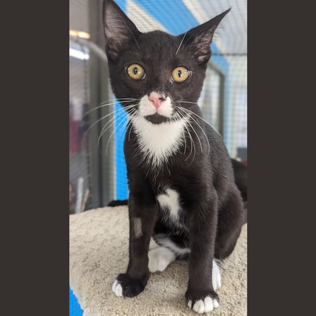 Photo of Tuxedo