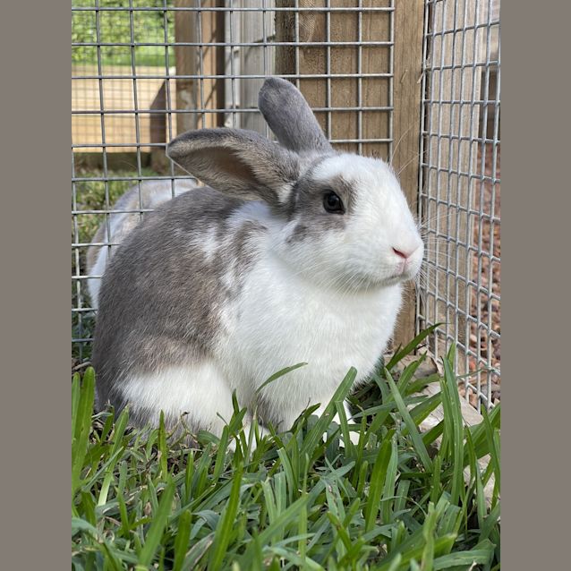 Photo of Macaroni