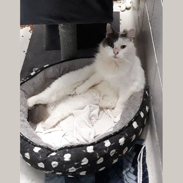 Photo of Bandit
