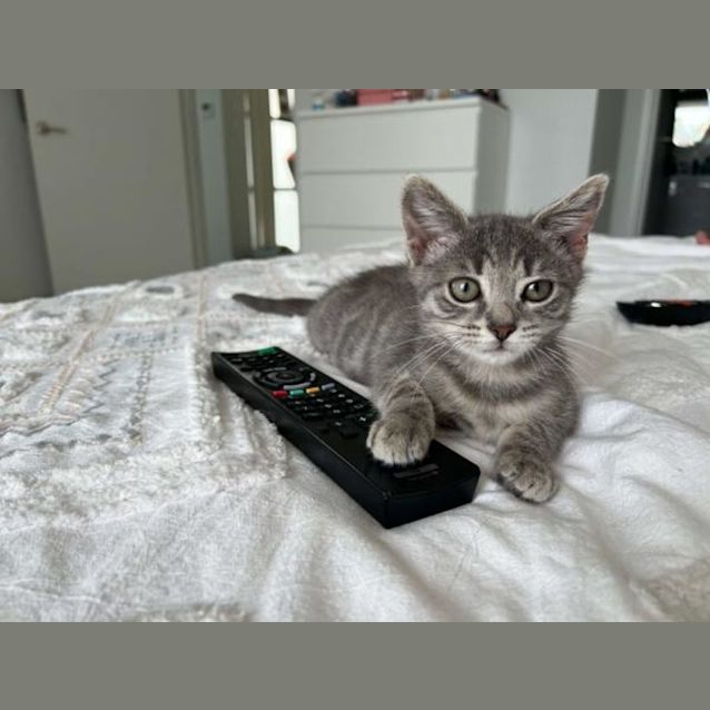 Photo of Teddy Westside