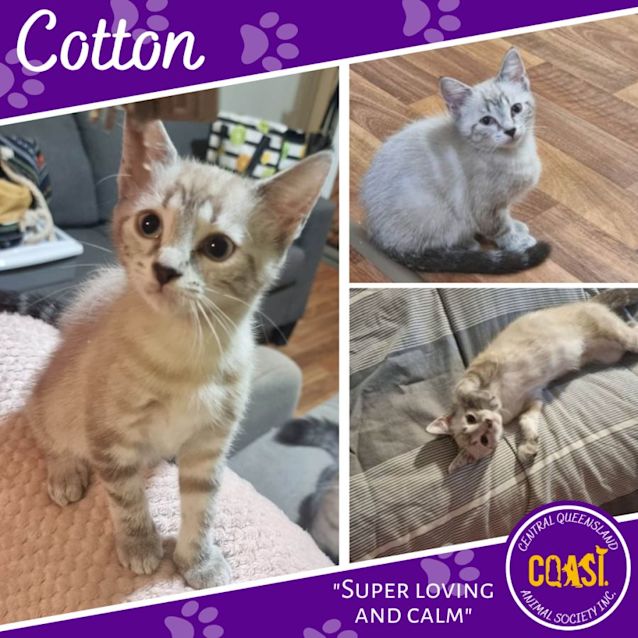 Photo of Cotton