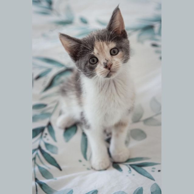 Photo of Cornelia
