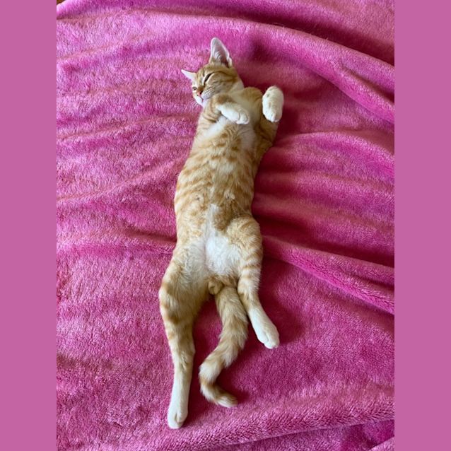 Photo of Gingie