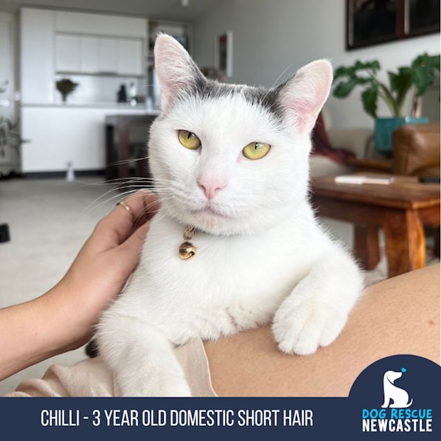 Photo of Chilli   3 Year Old Domestic Short Hair (On Trial)