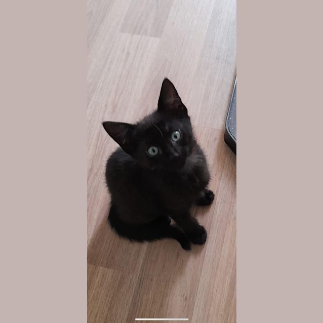 Photo of Ski