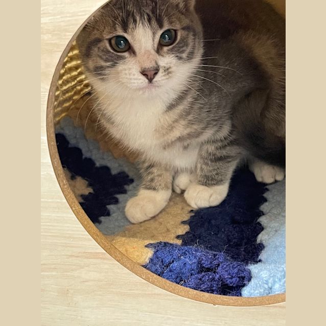 Photo of Fender