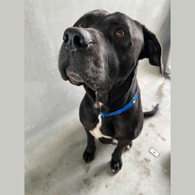 Photo of Macca (Imp. 148)