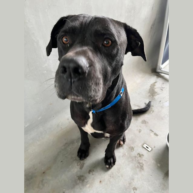 Photo of Macca (Imp. 148)