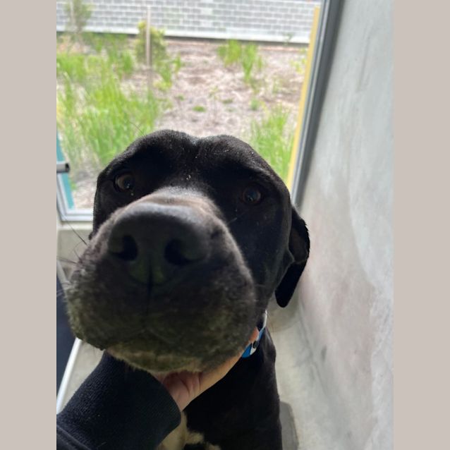 Photo of Macca (Imp. 148)