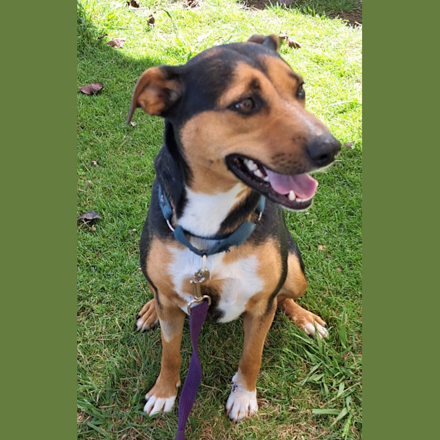 Photo of Pepper