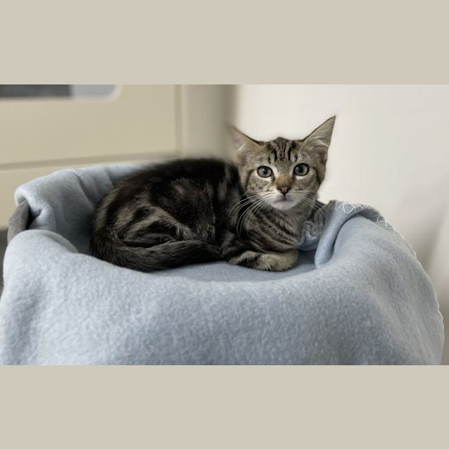 Photo of Tigger