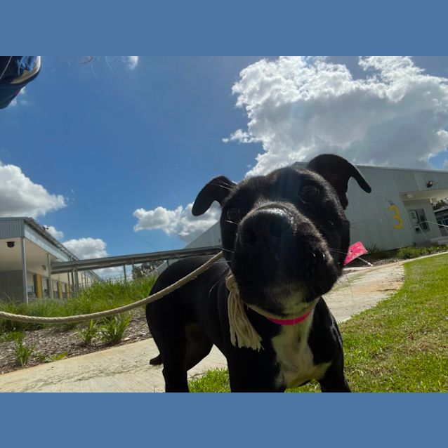 Photo of Sammi (Imp. 60)