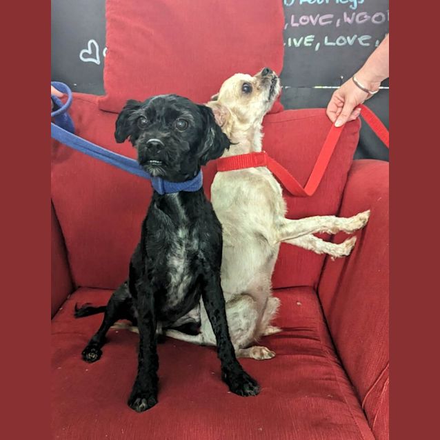 Photo of Slick & Benji