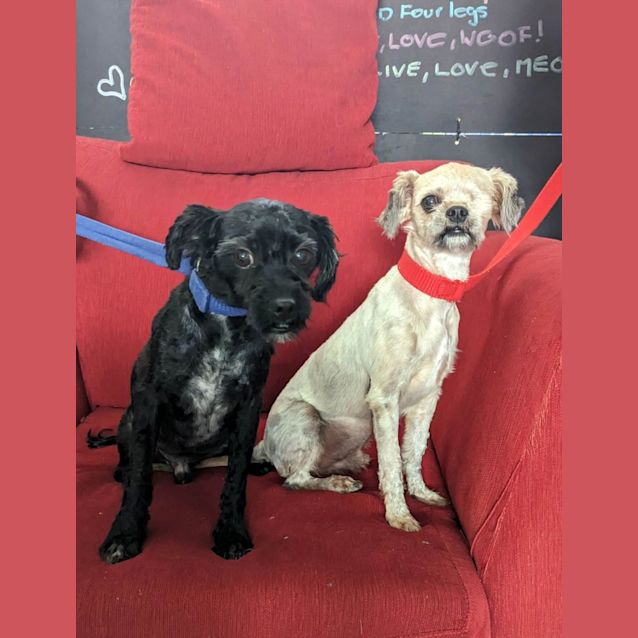 Photo of Slick & Benji