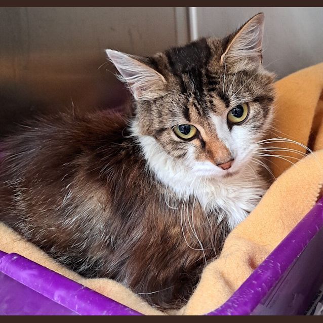 Photo of Sweetpea