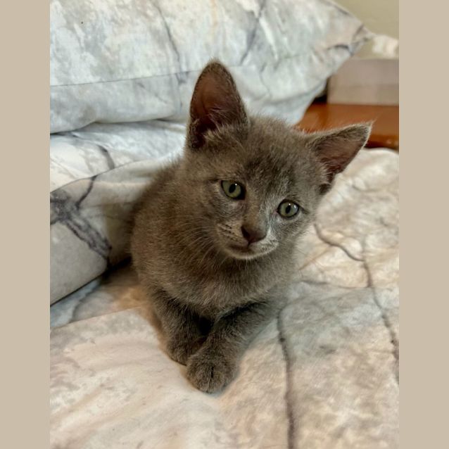 Photo of Alfie And Big Ears