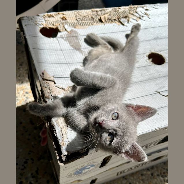 Photo of Alfie And Big Ears