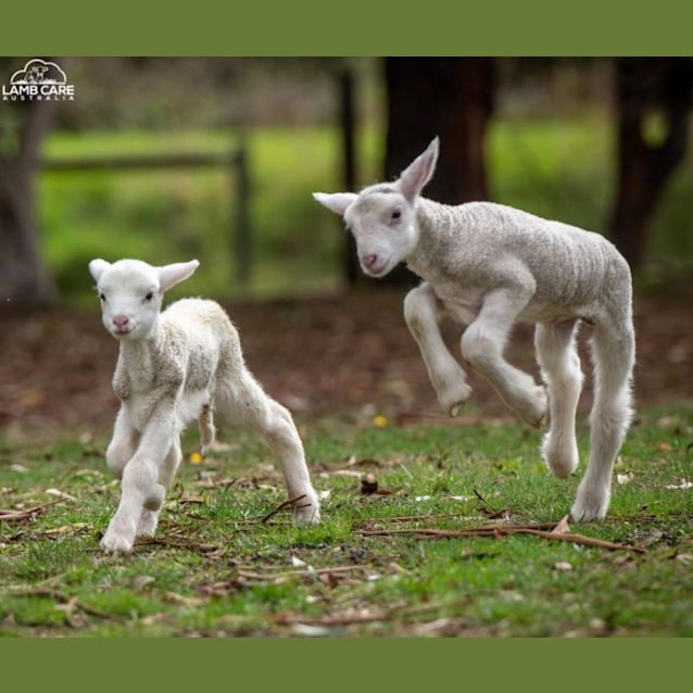 Photo of Beth (Female) And Dutton (Male)