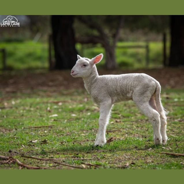 Photo of Beth (Female) And Dutton (Male)