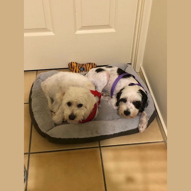 Photo of Benny And Charlie