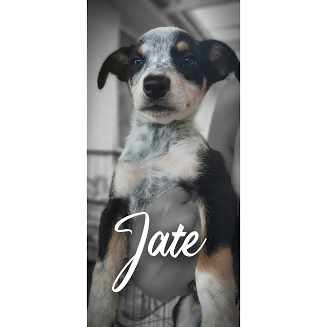 Photo of Jate