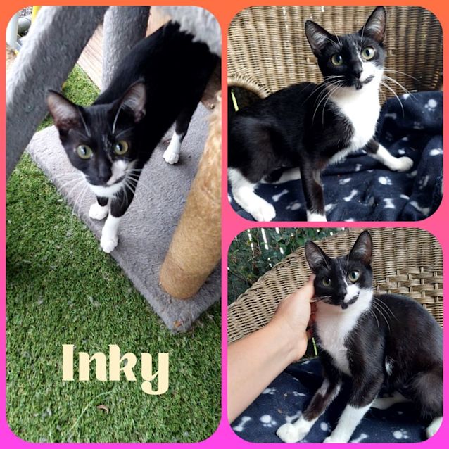 Photo of Inky